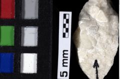 Foto (Detailansicht) von Prosopon sp. (NHMW-GEO-1990-0041-0036)